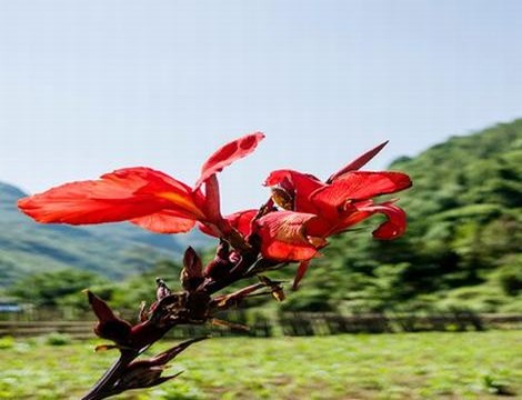 忆青春波野多