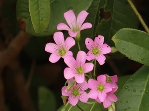 新全职猎人樱花动漫